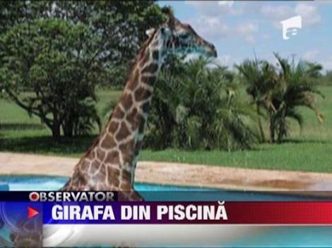 Cu girafa in piscina