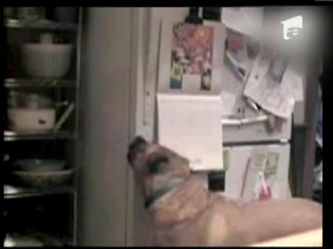 SUA: Un caine flamand fura mancare din frigider