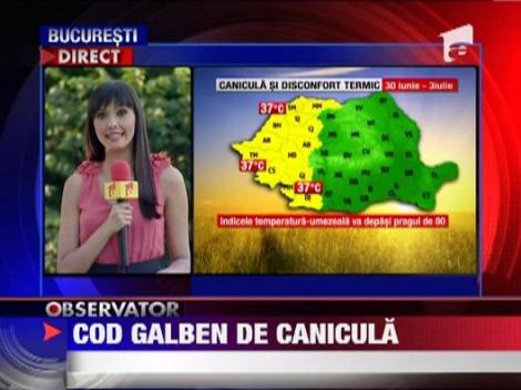 Cod galben de canicula