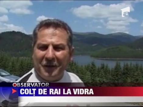 Colt de rai la Vidra