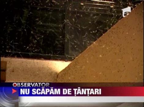 Tantarii au invadat Capitala