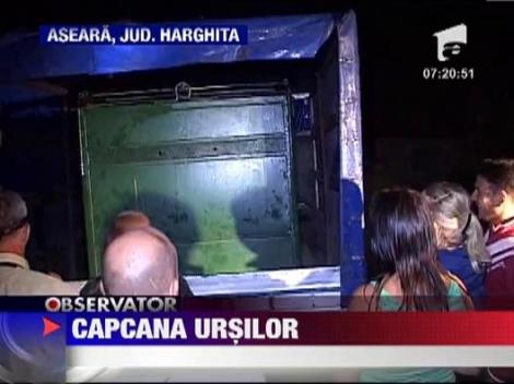 Ursoaica capturata pe strazile din Baile Tusnad