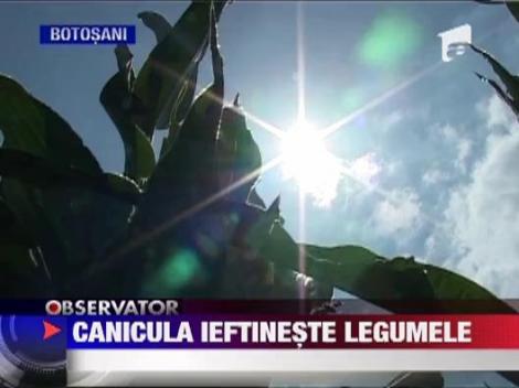 Canicula ieftineste legumele