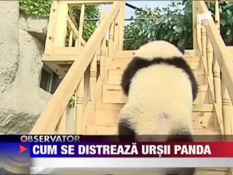 Ursii Panda din China, innebuniti dupa tobogan!