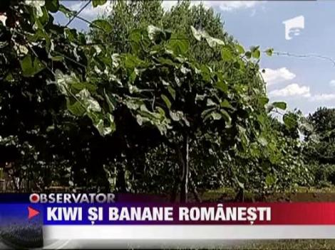Fructele exotice au inceput sa se adapteze si in Romania