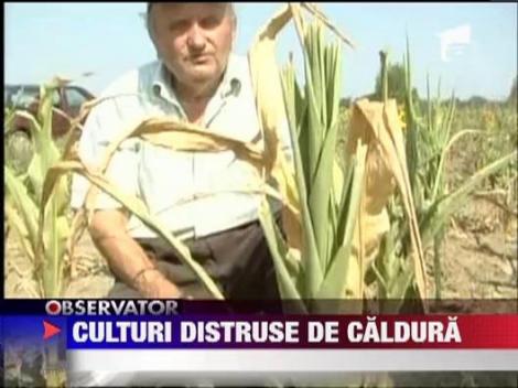 Soarele parjoleste culturile de grau, porumb si floarea soarelui