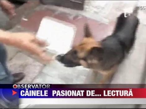 Un ciobanesc german recunoaste peste 30 de caractere din alfabetul chinez