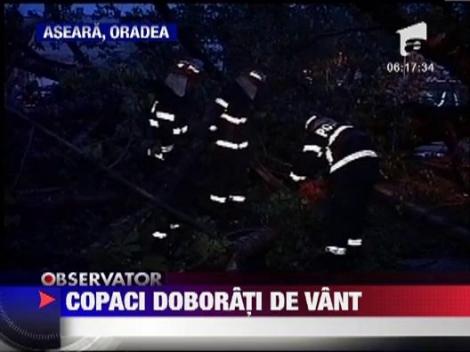 Copaci doborati de vant in Oradea