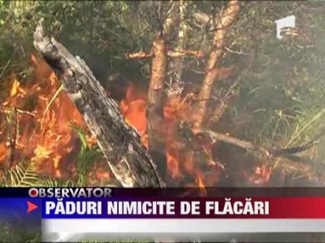 Harghita: Zece hectare de padure sunt cuprinse de flacari