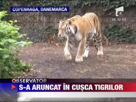 Danemarca: Un tanar s-a aruncat in cusca tigrilor de la o gradina zoologica