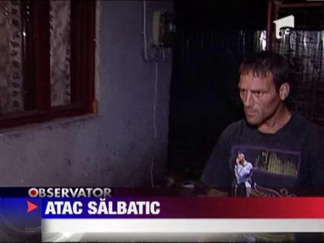 Atac salbatic la un adapost de caini din Giurgiu