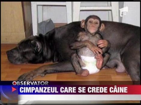 Un pui de cimpanzeu, adoptat de un caine