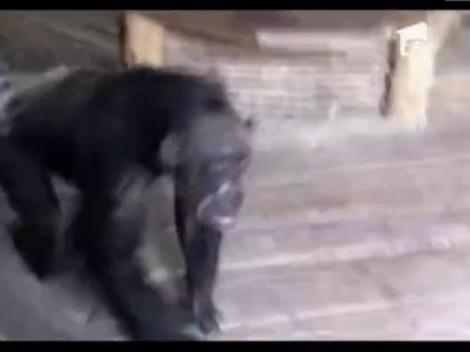 Cinci cimpanzei au evadat din cusca, intr-o gradina zoologica