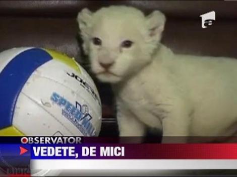 Absolut adorabili! Doi pui de pantera cu ochi albastri!