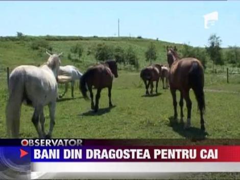 Bani din dragostea pentru cai