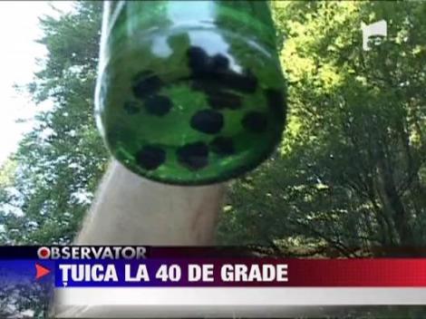 Festivalul Tuicii la Cosesti