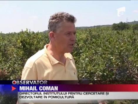 Afinele de Arges sunt vandute ca produse de lux in SUA!