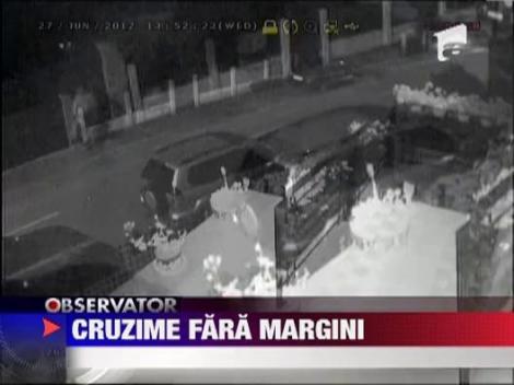 Cruzime fara margini! O femeie a otravit fara mila sase caini, in Craiova