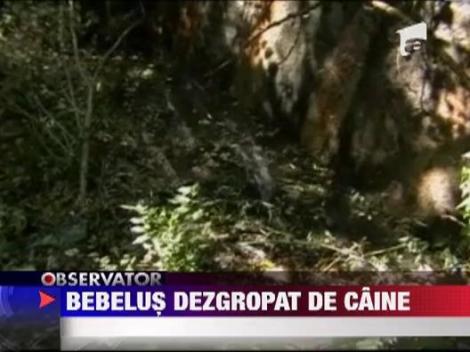 Un caine a gasit un bebelus mort si l-a adus acasa la stapanul sau ‎