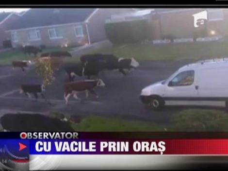 O cireada de vaci a invadat o strada centrala a unui oras britanic
