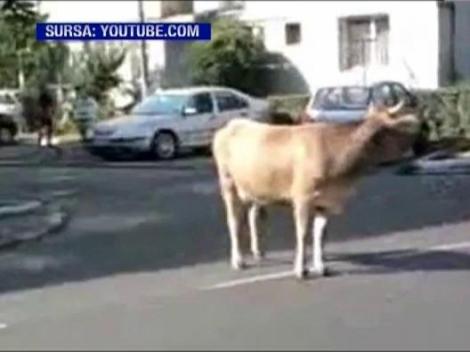 O cireada de vaci a invadat o strada centrala din Targu Jiu