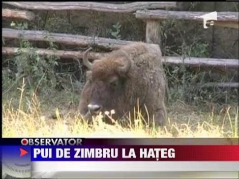 S-a nascut un pui de zimbru la Hateg!