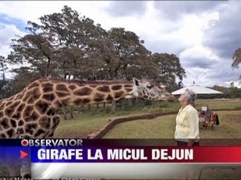 Un hotel din Nairobi, capitala Kenyei are niste mascote mai putin obisnuite: doua girafe!