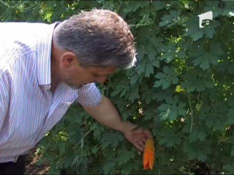 Castravetele "exploziv" ajuta la tratarea diabetului