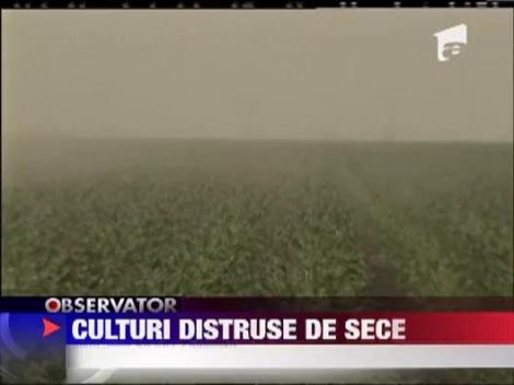 Culturile de floarea sorelui si porumb, distruse de seceta 
