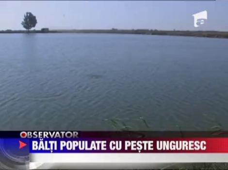 Baltile din Buzau, populate cu peste unguresc