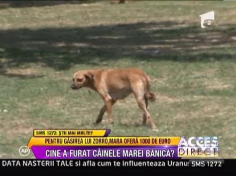 Mara Banica ofera 1000 de euro pentru disparitia lui Zorro