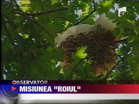 Pompieri solicitati sa dea jos un roi de albine