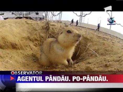 Un popandau, "agentul" nepoftit dintr-un cosmodrom secret al rusilor