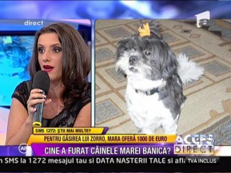 Mara Banica si-a pierdut cainele in padure