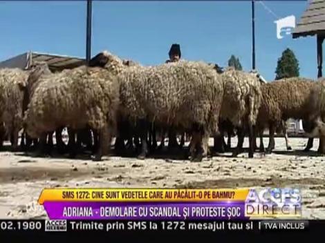 Adriana Bahmuteanu, in mijlocul unei demolari cu scandal