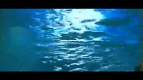 O orca a tinut 15 minute un instructor sub apa, tinandu-l de picior!