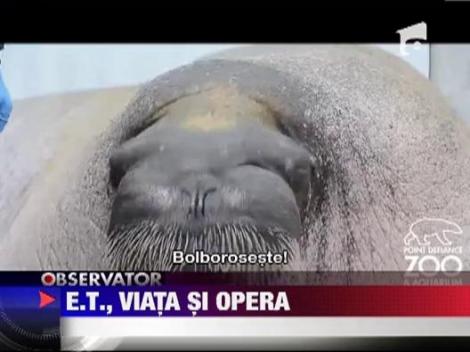 Morsa care exerseaza vocalize!