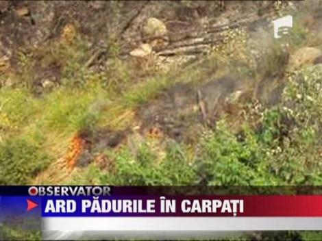 Muntii Fagaras, in flacari: Pompierii au o misiune aproape imposibila