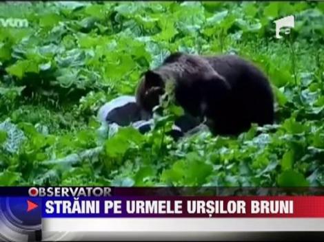 Romania, tara cu cea mai mare populatie de ursi din Europa