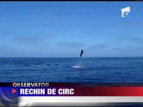 Un rechin face tumbe ca un adevarat acrobat in fata unor pescari