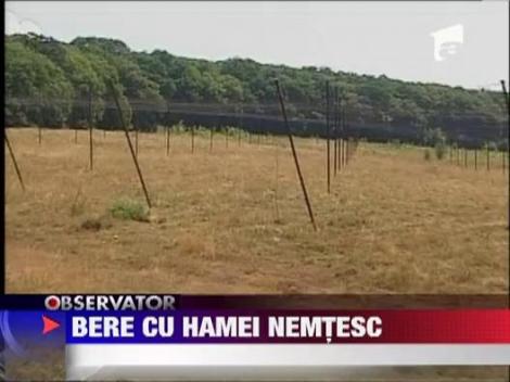 Berea romaneasca este produsa cu hamei nemtesc. Cultivatorii romani au disparut