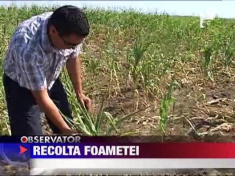 Taranii sunt in pragul disperarii! Culturile au fost distruse de seceta