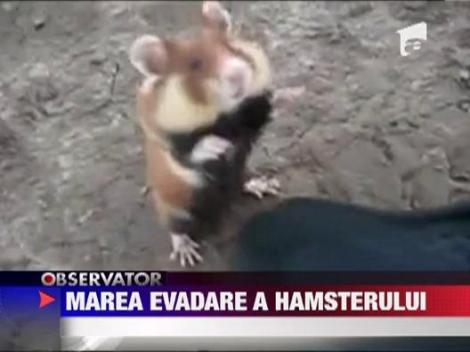 Marea evadarea a hamsterului
