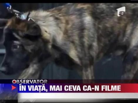 Kristen Stewart si Robert Pattinson se bat pe custodia cainelui