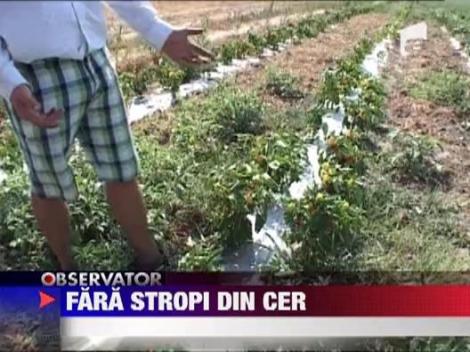 Seceta a distrus Baraganul