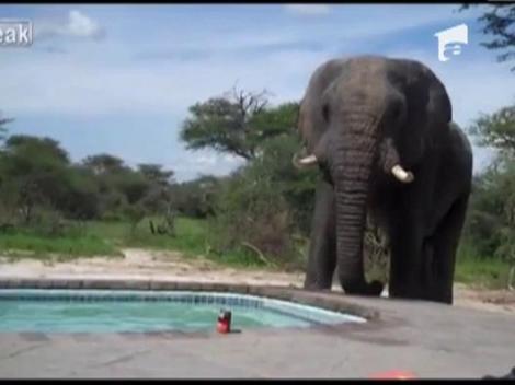 Un elefant si-a potolit setea cu apa din piscina