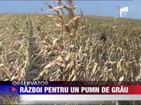 Razboi pentru un pumn de grau