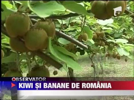 Kiwi, banane si curmale: fructe exotice care vor fi cultivate si in Romania
