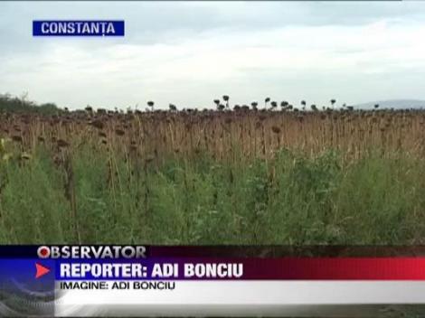 Seceta a golit hambarele fermierilor din sudul tarii