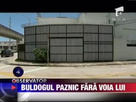 Buldogul paznic fara voia lui